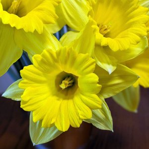 daffodils2.jpg