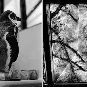 NS8D_3&4Penguin.jpg