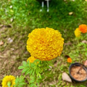 IMG_4617.jpeg