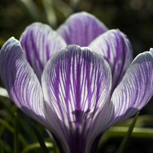 Flower_IMG_8630-01.jpg