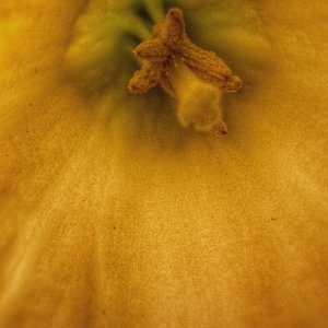 IMG_2994.jpeg