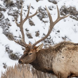 Yellowstone_IMG_9761.jpg