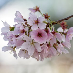 Cherry Blossom Bliss.jpeg