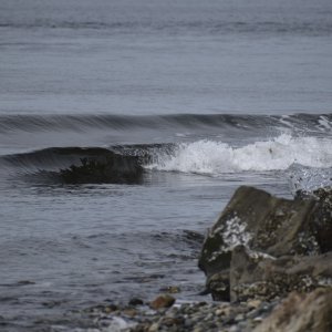 alki_point_ferry_wake.jpg