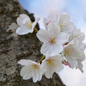 Cherry Blossoms Clinging to Their Mother Tree.jpeg