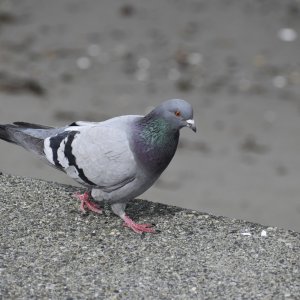 alki_beach_pigeon1.jpg
