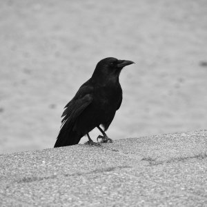 alki_beach_crow-BW1.jpg