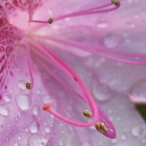 Flower_IMG_0395-01.jpg