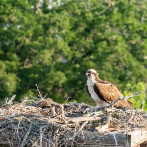 WP Osprey & Kraft 2500px-2.jpg