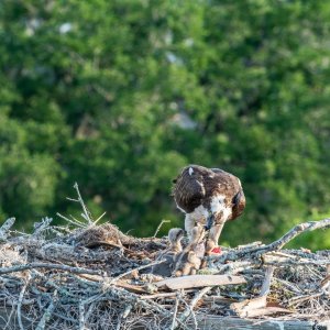 WP Osprey & Kraft 2500px-10.jpg