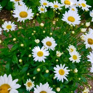 daisies.jpg