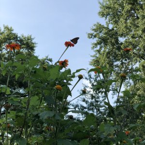 IMG_0517.jpeg