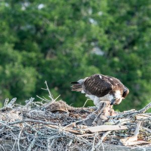 WP Osprey & Kraft 2500px-9.jpg
