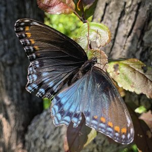 IMG_0324.jpg