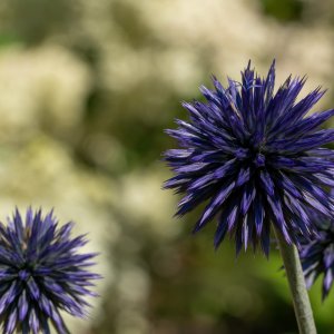 26F33839-242F-4C61-9A8C-A0648D7D6B23.jpeg