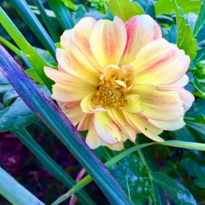 flower.jpg