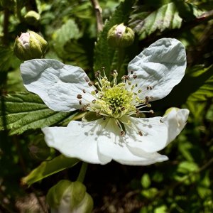 IMG_4775.jpg