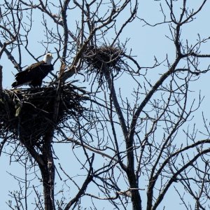 img-bald-eagle-004.jpg