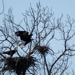 img-bald-eagle-007.jpg
