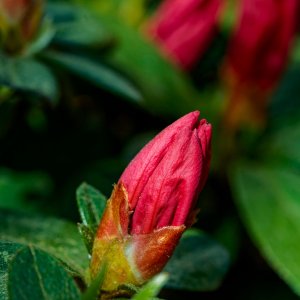 Budding Azalea.jpeg