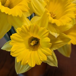 daffodils7.jpg