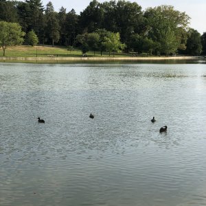 IMG_0464.jpeg