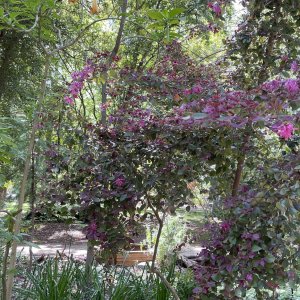 IMG_8236.jpeg