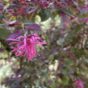 IMG_8237.jpeg