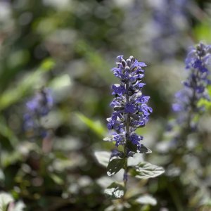 IMG_8242.jpeg