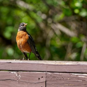 Robin Enjoying the Sun on the Footbridge.jpeg