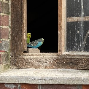 TWO BUDGIE'S - LATCHETT'S FARM - 02.04.23.jpg