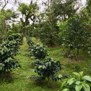 coffee farm.jpg