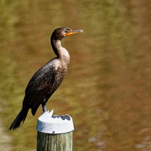 Cormorant Surveying  His Surroundings.jpeg