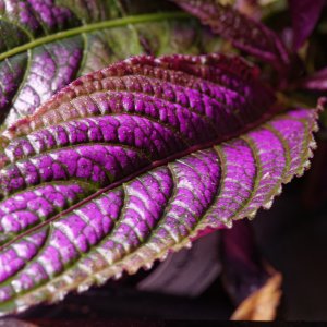 strobilanthes2k.jpg
