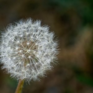Dandelion.jpeg