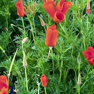 poppies.jpg
