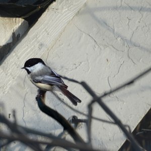 Chickadee.jpeg