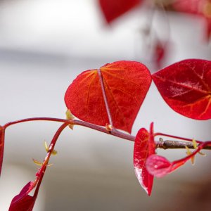 Heart-shaped Leaves.jpeg