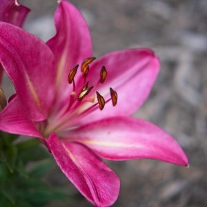 DSCF1007.jpg