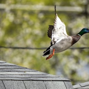img-mallard-duck-001.jpg