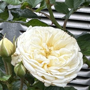 IMG_4736.jpeg