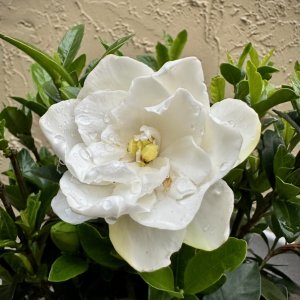 IMG_0038.jpeg