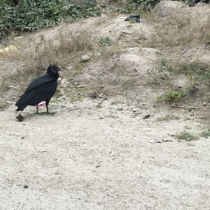 black vulture.jpg
