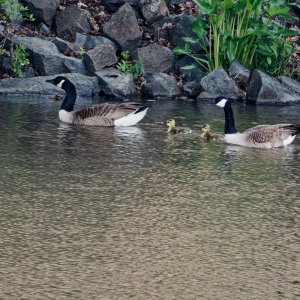 Mom, Dad and Their Two Goslings.jpeg