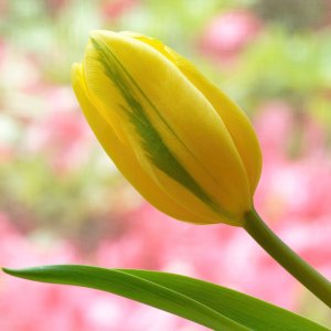 Essence of Spring.jpg