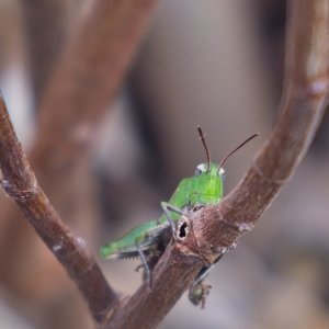 DSCF1101.jpg
