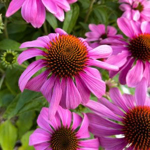 Flower_IMG_1075.jpg