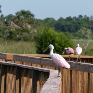 Wetlands Park - 2500px-11.jpg