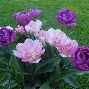 flower3.jpg