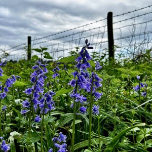 IMG_6407.jpeg